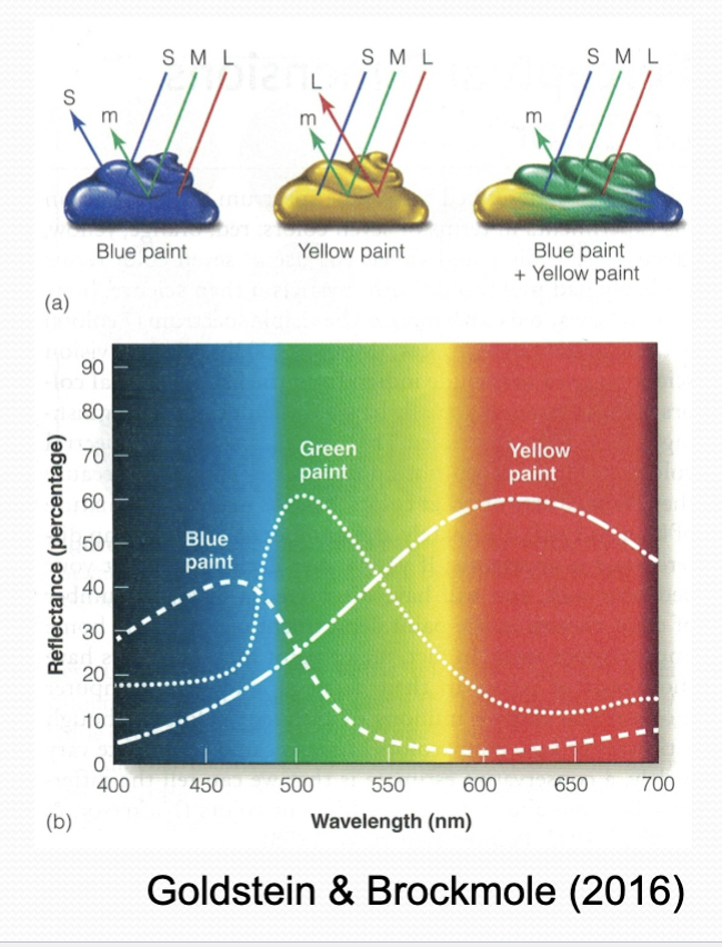 <ul><li><p>Blue paint absorbs red light but reflects blue and green light.</p></li><li><p>Yellow paint absorbs blue light but reflects red and green light.</p></li><li><p>Mixing blue and yellow paint results in a mixture that absorbs both red and blue light but reflects green light – so looks green.</p><ul><li><p>Blue = short (S) wavelength light, Green = medium (M) wavelength light, Red = long (L) wavelength light</p></li></ul></li></ul><p></p>