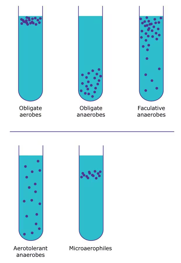 <p>Requires oxygen and cannot survive without it.</p><p>THINK: They typically undergo aerobic respiration to generate energy, making them essential for oxygen-rich environments. </p>