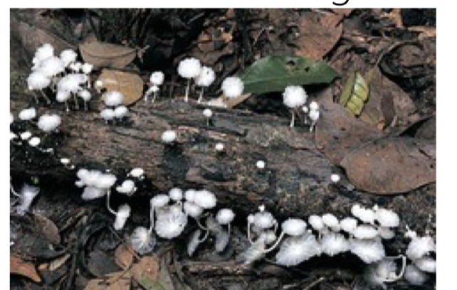<p>an organism, especial ly a soil bacterium or fungus that recycles organic material.</p>