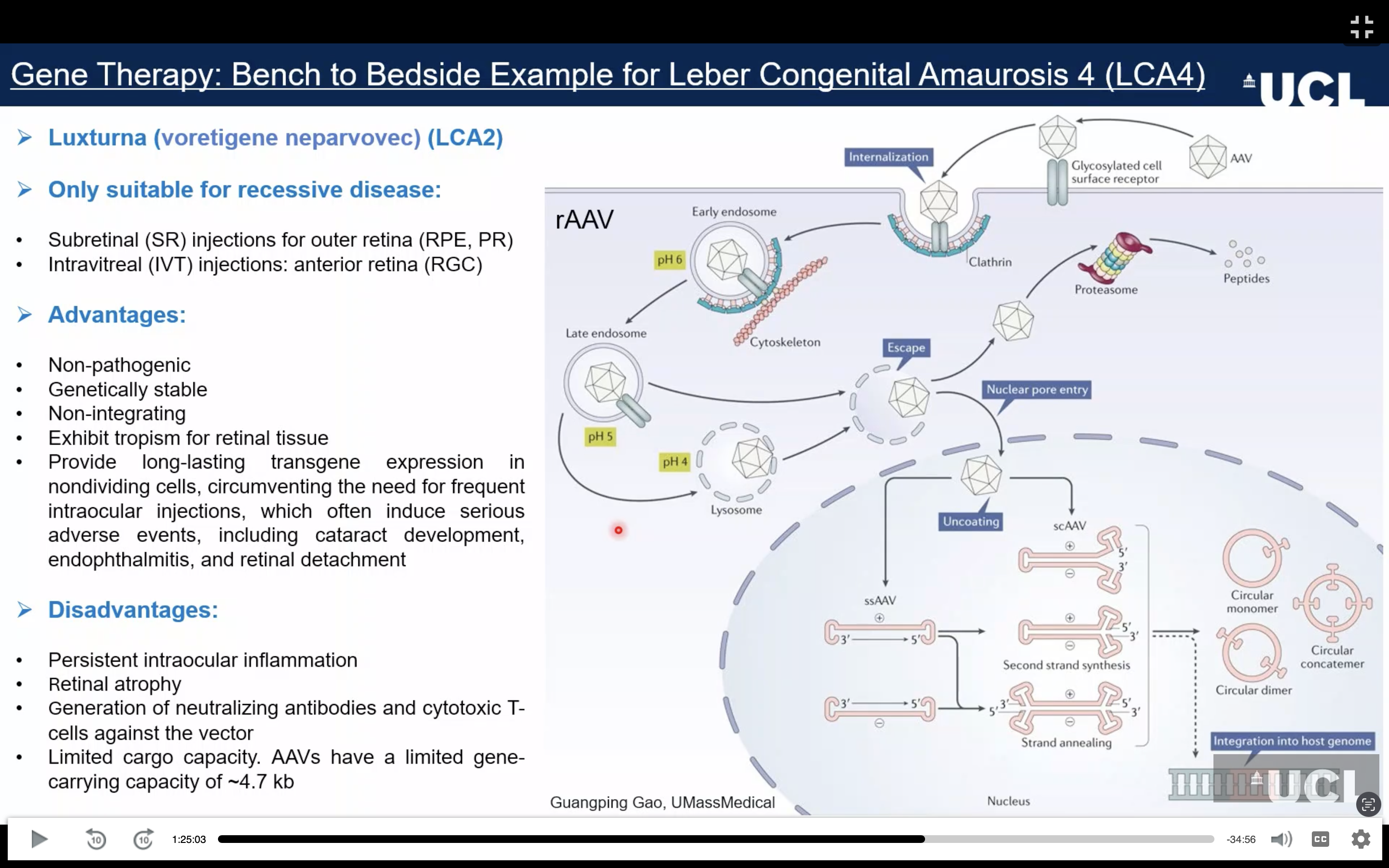 <ul><li><p><strong>Autosomal recessive diseases</strong> usually involve loss of function, so supplying a functional gene can restore the missing function.</p></li><li><p><strong>AAV (adeno-associated virus)</strong> is an inactivated viral vector carrying the therapeutic transgene.</p></li><li><p>AAV enters retinal cells → reaches the nucleus → forms a long-lasting DNA structure that expresses the therapeutic gene.</p></li><li><p><strong>Self-complementary AAV (scAAV)</strong> allows faster gene expression by bypassing the initial conversion to double-stranded DNA.</p></li><li><p>AAV capsids can be engineered to target <strong>RPE cells or photoreceptors</strong> and provide long-lasting expression in non-dividing cells.</p></li><li><p>Example: <strong>Luxturna</strong> replaces defective <strong>RPE65</strong> in LCA2; RPE65 is an enzyme in the visual cycle and is expressed in the RPE. It is delivered by <strong>subretinal injection</strong>.</p></li></ul><p></p>