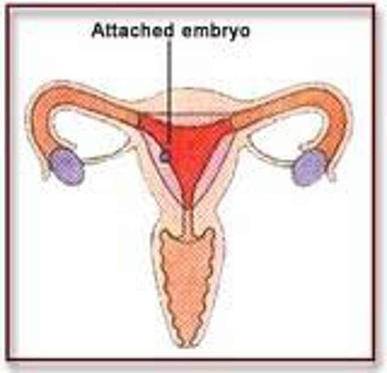 <p>The blastocyst implants in the uterine lining.</p>