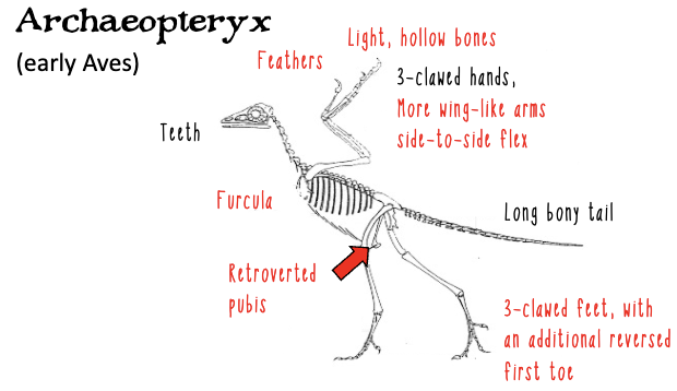 <ul><li><p>existed ~150 MYA along with other non-avian dinosaurs </p><ul><li><p>Jurassic period</p></li></ul></li></ul><p></p>