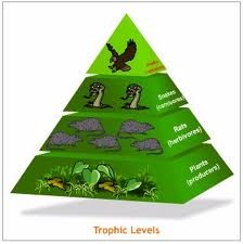 <p>each of several hierarchical levels in an ecosystem, comprising organisms that share the same function in the food chain and the same nutritional relationship to the primary sources of energy.</p>