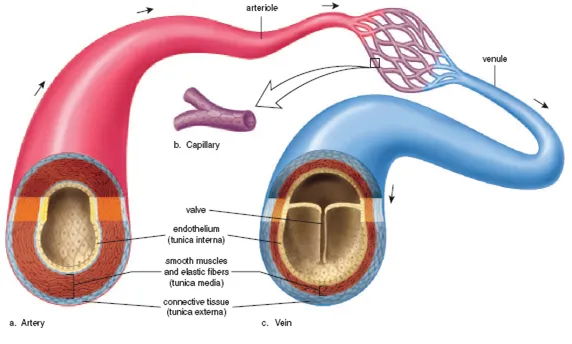 <p>How do artery and vein walls differ?</p>