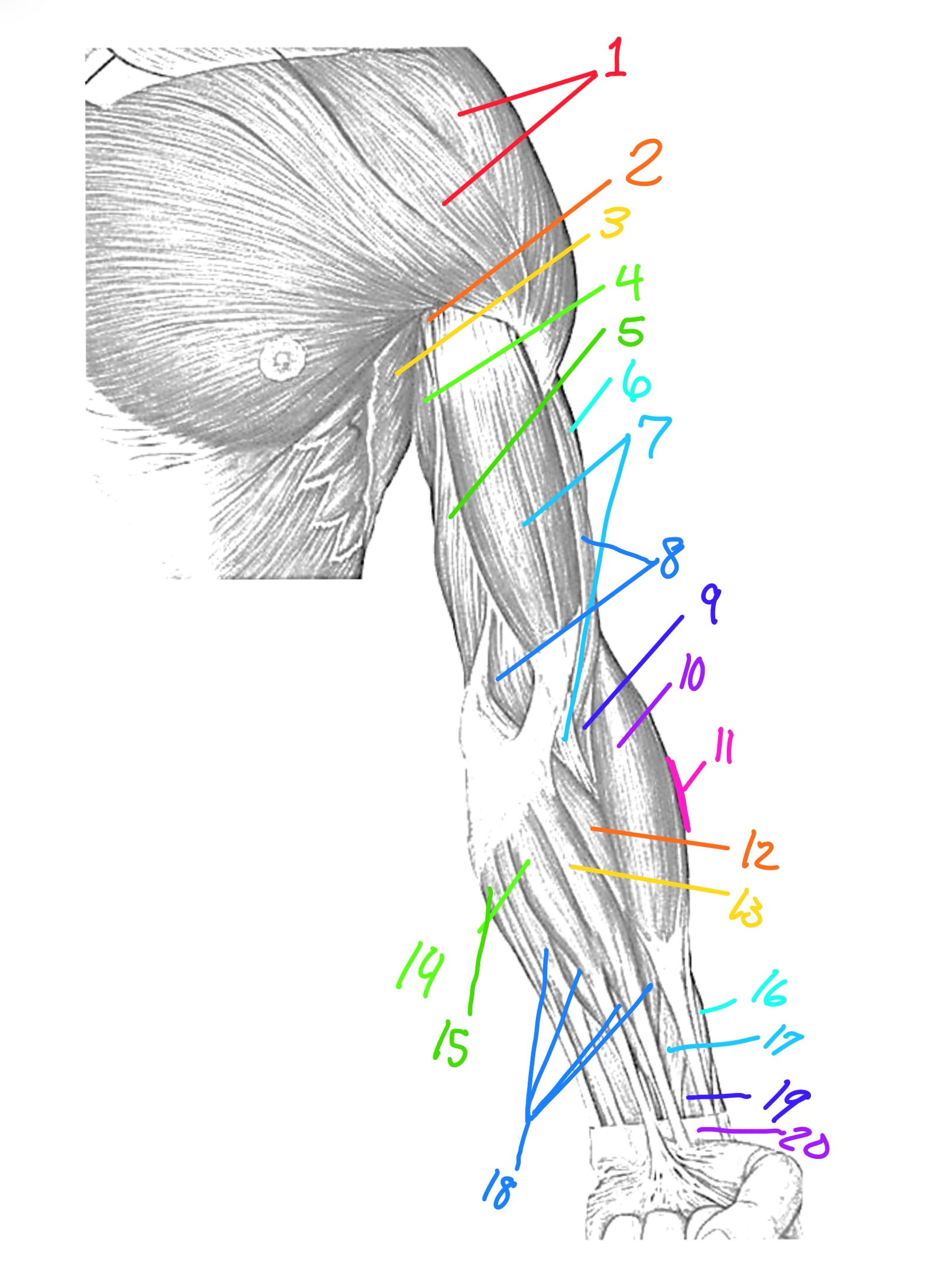 <p>Pronator teres</p>