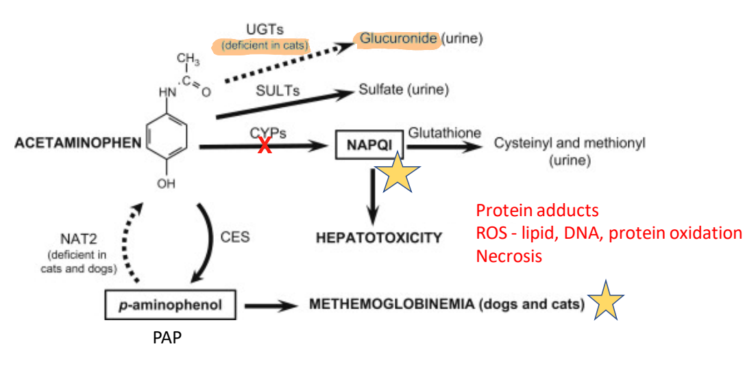 <ul><li><p>liver protectants, antioxidants, SAM, <strong>N-acetylcysteine</strong> (bind metabolites + GSH precursor)</p></li><li><p>cimetidine in <strong><u>dogs onl</u>y</strong> — inhibit CYPs to block formation of NAPQI</p><ul><li><p>cats are poor glucuronidators; ↓↓ alternate metabolism</p></li></ul></li><li><p>methylene blue — carefully consider adverse effects</p></li></ul><p></p>