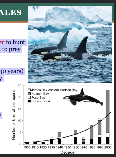 <p><span style="color: rgb(250, 250, 250);">Range shift example </span></p><p><span style="color: rgb(250, 250, 250);">Killer whales are moving into the Arctic</span></p><ul><li><p><span style="color: rgb(250, 250, 250);">Killer whales have large dorsal fins, need OPEN water to hunt</span></p></li><li><p><span style="color: rgb(250, 250, 250);">Historically, dense sea ice limited MOVEMENT and access to PREY<br></span></p></li></ul><p><span style="color: rgb(250, 250, 250);">What’s Changing?</span></p><ul><li><p><span style="color: rgb(250, 250, 250);">Killer whales now routinely observed in the Arctic (last 30 years)</span></p></li><li><p><span style="color: rgb(250, 250, 250);">Loss of sea ice allows access to previously protected prey</span></p></li></ul><p><span style="color: rgb(250, 250, 250);"><br>Consequences</span></p><ul><li><p><span style="color: rgb(250, 250, 250);">Increased predation on naïve species (walrus, bowhead) </span></p></li><li><p><span style="color: rgb(250, 250, 250);">Killer whales encounter new threats (noise, pollutants)</span></p></li><li><p><span style="color: rgb(250, 250, 250);">Shifts in Arctic food webs</span></p></li><li><p><span style="color: rgb(250, 250, 250);">Impacts on Indigenous hunting</span></p></li></ul><p></p>