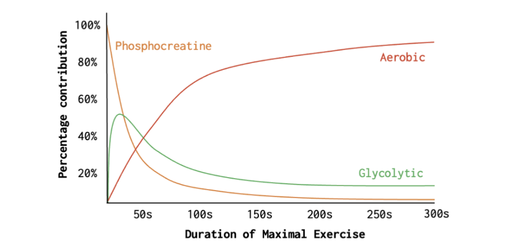 <p>All energy systems are always active → exercise demand determines which dominates.</p><ul><li><p>Phosphocreatine (PCr) = fastest ATP production, lowest capacity → dominates first</p></li><li><p>Glycolytic = intermediate rate and capacity → contributes most during short-duration exercise</p></li><li><p>Aerobic/oxidative = slowest ATP production, highest capacity → dominates prolonged exercise</p></li></ul><p>Key idea: Faster ATP production = lower capacity; greater capacity = slower ATP production.</p>