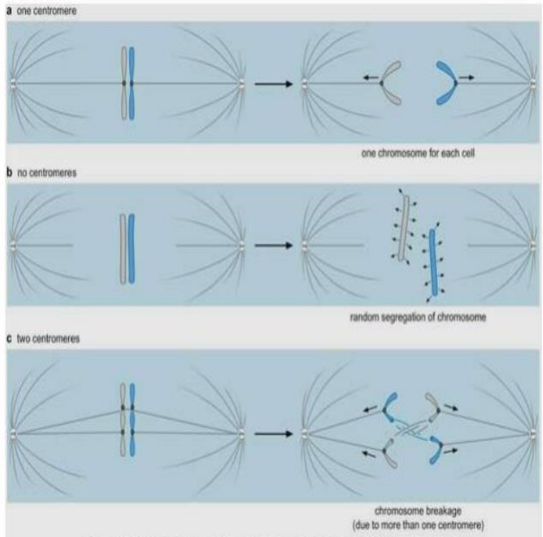 <p>What happens to centromeres after chromosome replication?</p>