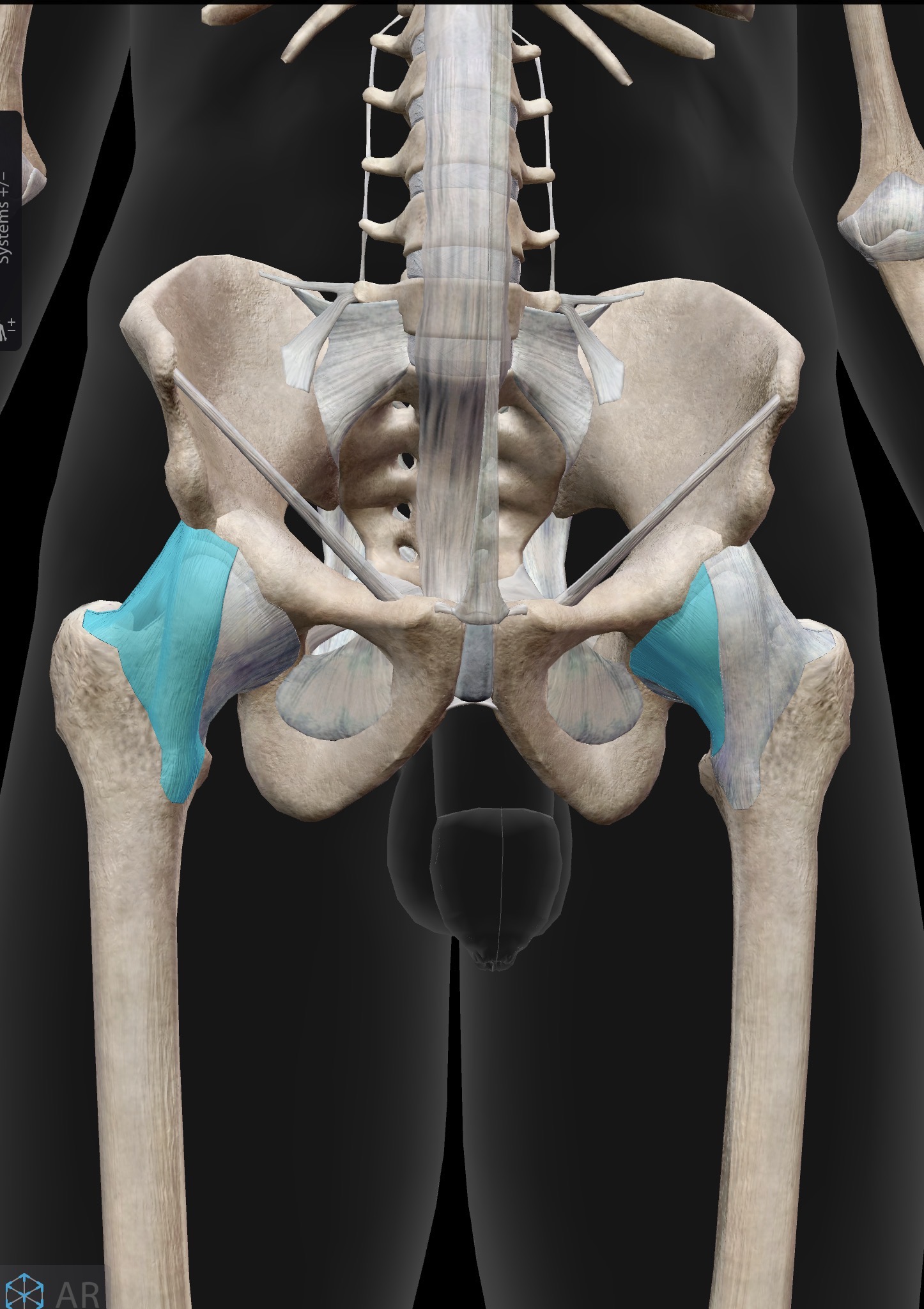 <p>What ligament is this? What does it do?</p>