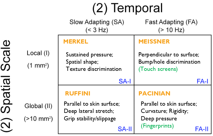 <p>each channel has specific properties of how it detects different types of touch on the spatial & temporal scale (fast acting vs slow acting, large receptive area vs small receptive area)</p>