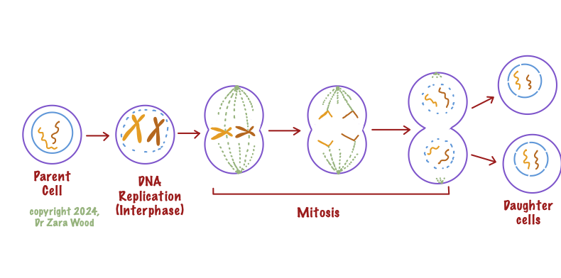 <ul><li><p><span><em>Stage:</em> Cytokinesis (follows Telophase)</span></p></li><li><p><span><em>Details:</em> The main cell body splits in half to completely finish \</span></p></li><li><p><span>creating the two new daughter cells.</span></p></li></ul><p></p>