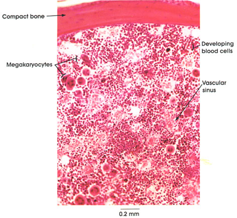 <p>Red bone marrow</p>