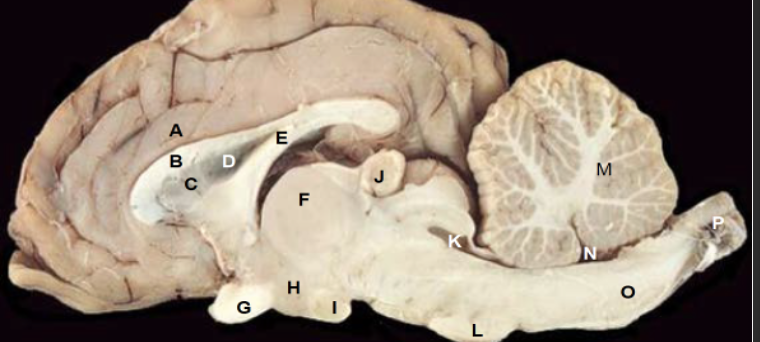 <p>I</p>