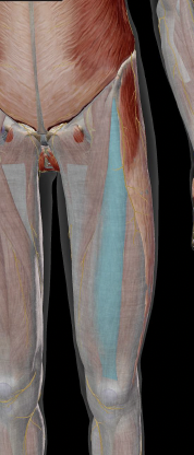 <p>Rectus Femoris Insertion</p>