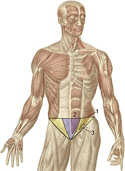 <p>the juncture between the abdomen and thigh (groin)</p>