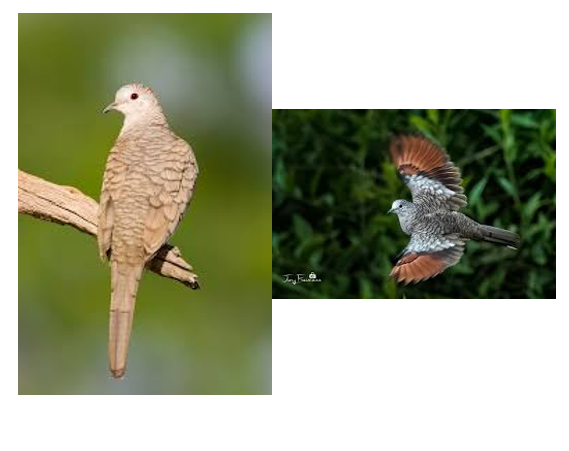 <p><span>Heavily scalloped, in flight wings flash rufus</span></p>