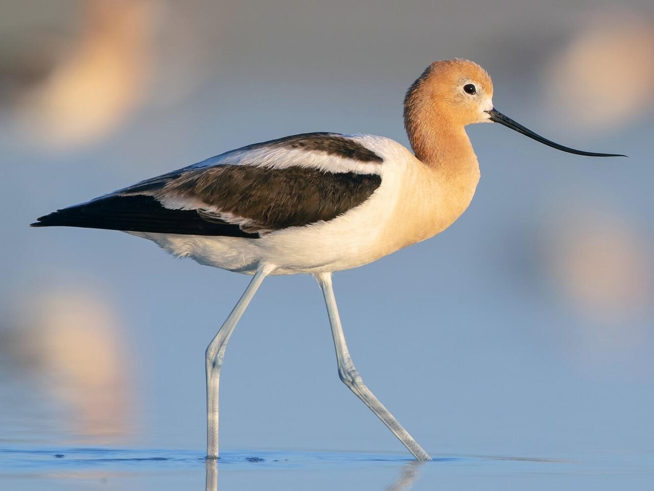 <p>American avocet </p>