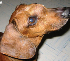 <p>A dog presents with nasal discharge, sneezing, nasofacial deformity that looks like this, stertor, and open mouth breathing. Thoughts?</p>