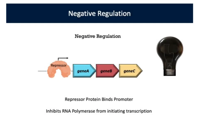 <p>Repression/Negative Regulation (Type of Transcriptional Regulation)</p>