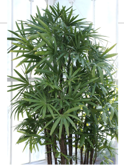 <p>What is the scientific name of this plant? </p>