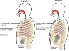 <p>The diaphragm and external intercostals contract, increasing thoracic cavity volume and decreasing lung pressure.</p>