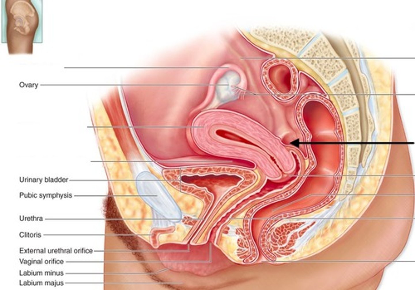 <p>region in the lower abdomen, midway between the rectum and the uterus</p>