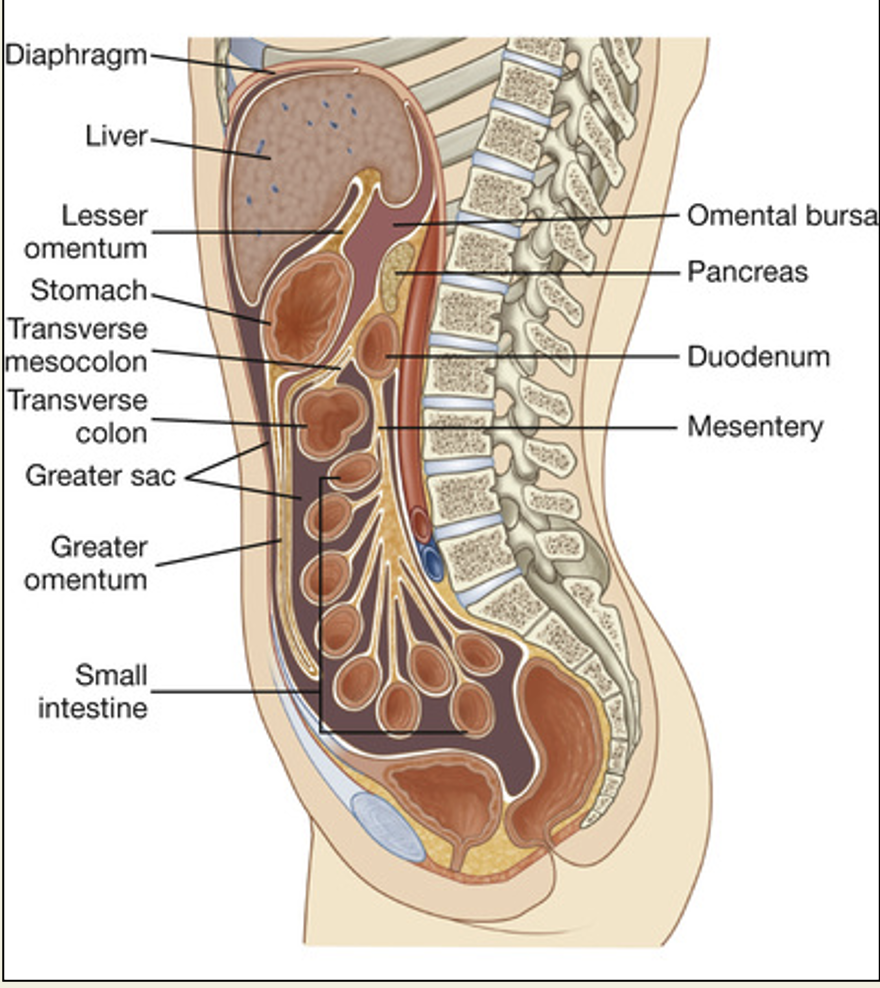 <p>greater omentum</p>