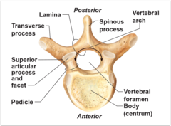 <p>*body* large round mass of vertebra; forms anterior aspect of the vertebra</p><p>*vertebral arch* (posterior to the body)</p><p>-formed by 2 pedicles and 2 laminae</p><p>1. *Pedicle* is a bridge of bone extending from the posterior aspect of the body</p><p>2. *Lamina* flat plate of bone extending from the pedicle; 2 laminae fuse together in the median plane</p>