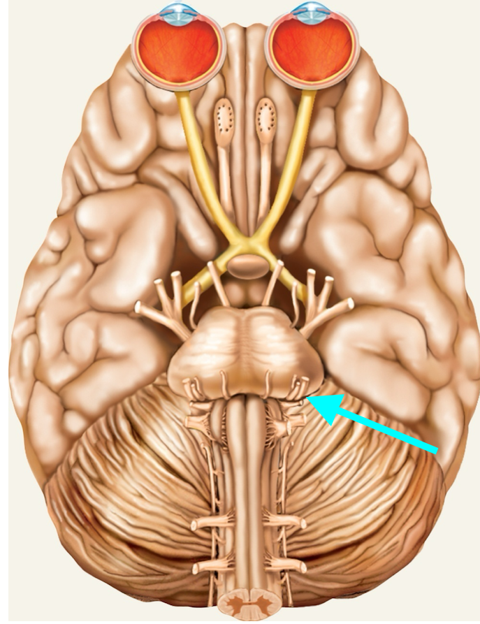 <p>Nerve, number, sensory or motor?</p>