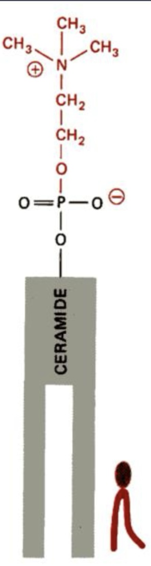 <p>What phospholipid is this?</p>