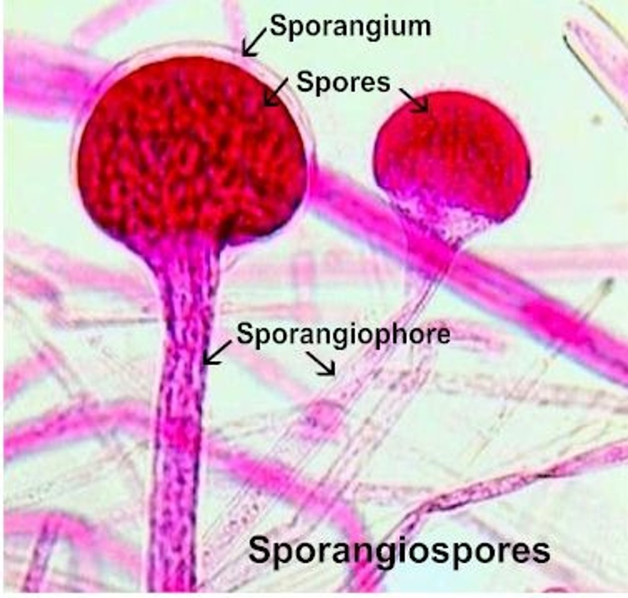 <p>Specialized hyphae</p><p>Bears sporangium</p>