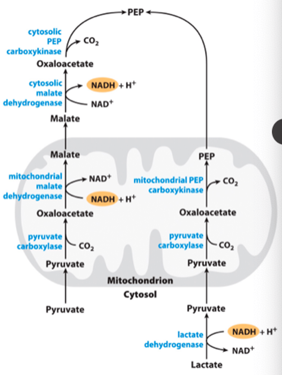 <p>Pyruvate carboxylase:</p><p>- Acetyl-CoA (+)</p><p>- ADP (-)</p><p>PEP carboxykinase</p><p>- ADP (-)</p>
