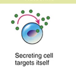 <p>Cell Signaling</p>