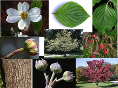 <p>alternate, deciduous leaves, usually entire, often with arcuate venation, drupe or berry</p>
