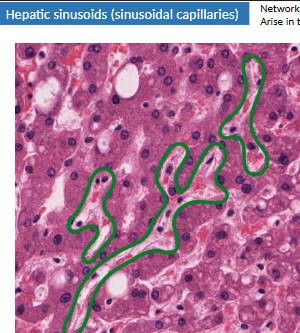 <p>what are sinusoidal capillaries (sinusoids)? venous drainage path? </p>
