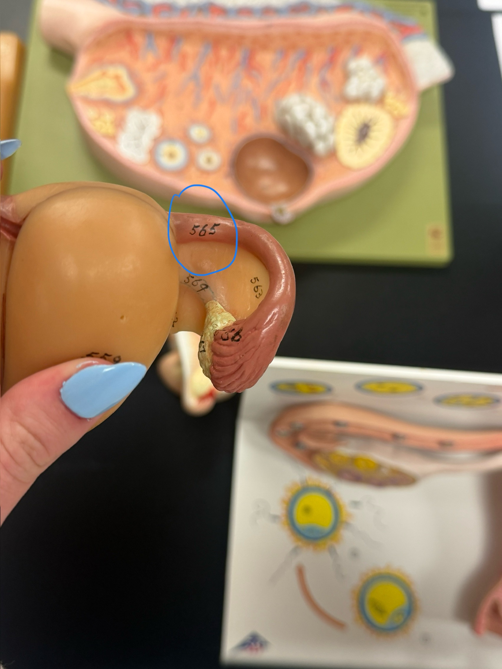 <p>name this region</p>