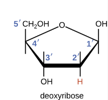 <p>The OH group is on the __ end, and the phosphate group is on the __ end </p>