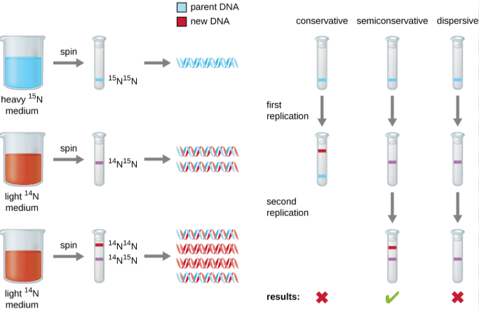 <p>- In 1958, Meselson and Stahl labeled old DNA strands with a heavy Nitrogen isotope (¹⁵N), while any new strands were labeled with a lighter isotope (¹⁴N)</p><p>- The first replication produced a group of hybrid DNA, then eliminating the conservative model (as you would expect one fully heavy and one fully light molecule)</p><p>- The second replication produced two light and two hybrid DNA, then eliminated the dispersive model (as you would expect all hybrid molecules)</p><p>- Since the phenomena perfectly fit with what the semi-conservative model predicted, the experiment ultimately proved that that was the way DNA replicated</p>