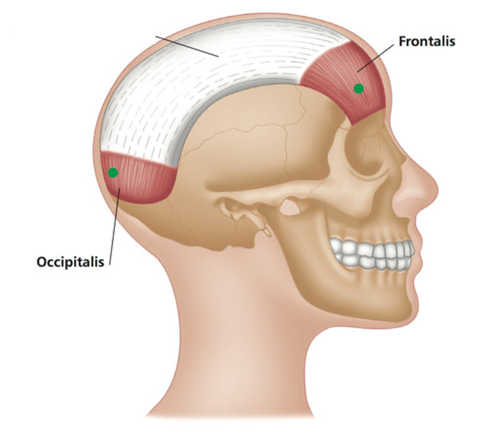 <p>What is the name of the large, flat tendon that forms the main connection of the occipitofrontalis muscle?</p>