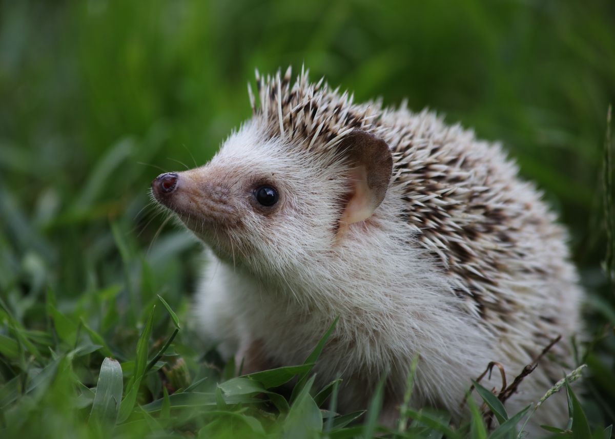 <p>Common Name: African Pygmy Hedgehog </p><p>Order: Eulipotyphla</p><p>Family: Erinaceidae</p>