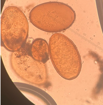 <p>přežvýkavci</p>