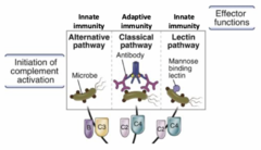<p>1. classical pathway (adaptive) - antibody-antigen (microbe) complex activate</p><p>2. alternative pathway (innate) - microbes directly activate</p><p>3. lectin pathway (innate) - mannose binding lectin binding to microbe activates</p>