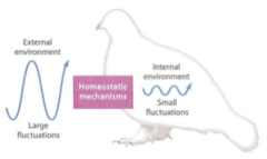 <p>maintaining a constant internal environment</p>