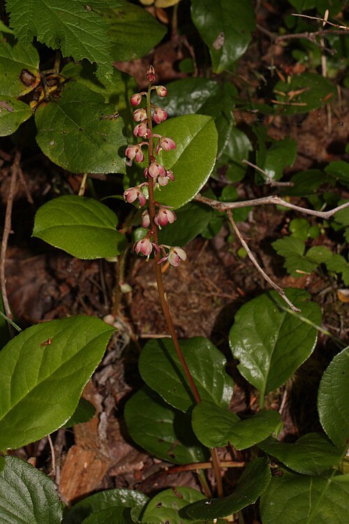 <ul><li><p>Low evergreen woodland plant with shiny, rounded, dark-green leaves that persist through winter (look like spinach!)</p></li><li><p>Produces a short stalk of nodding pink to rose-colored flowers in early to mid-summer</p></li><li><p>Flowers have a distinctive curved style that often protrudes beyond the petals</p></li><li><p>Grows in moist conifer and mixed forests, mossy understories, and shaded woodland edges around Homer</p></li><li><p>Often found in acidic, well-drained soils associated with spruce forests</p></li></ul><p></p>