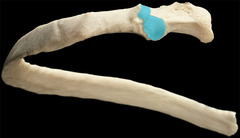 <p>Identify the structure</p>