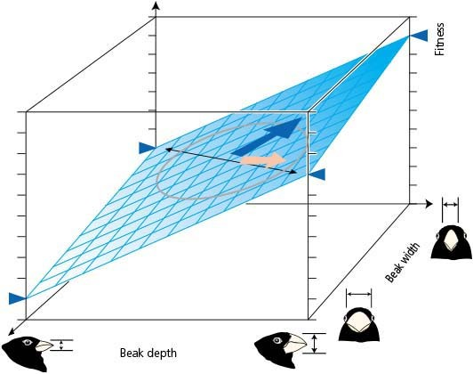 <p><span>Multiple trait analysis (beak width and beak depth) on the medium ground finch, in response to the drought of 1976-77, has generated the three-dimensional graph, shown in the accompanying figure. If the blue triangles represent fitness levels for the quantified parameters, then the birds showing the greatest fitness should have ________.</span></p>
