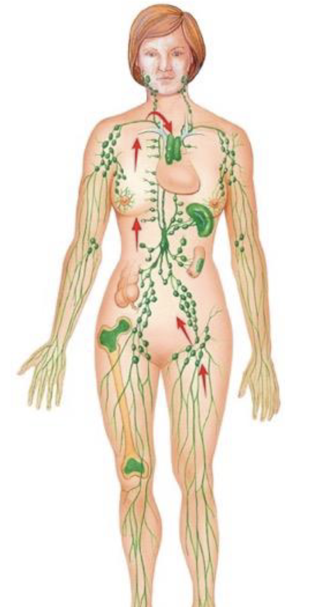 <p>trace the flow of lymph from the thigh to the heart</p>