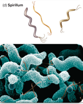 <p>what type? </p>