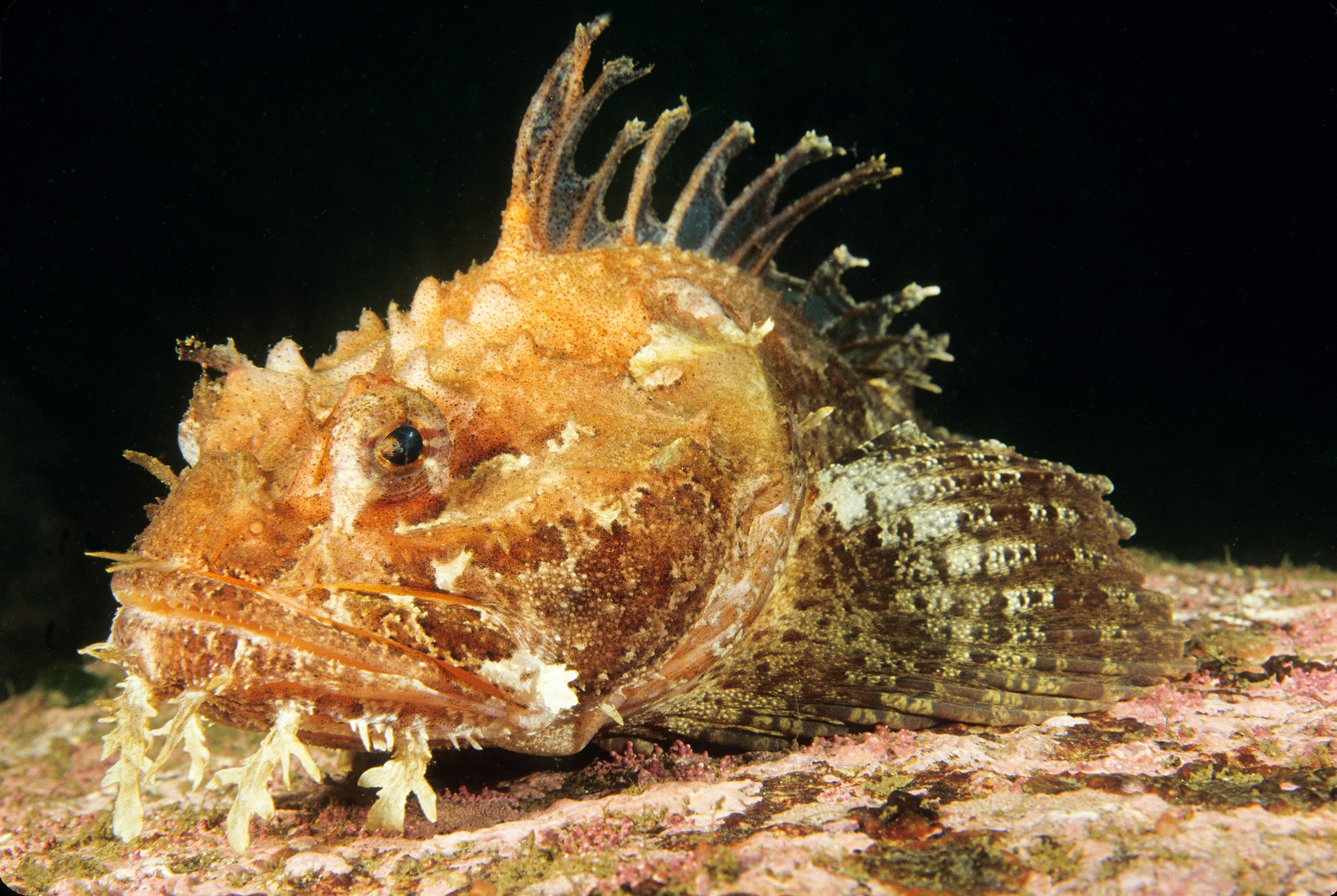 <ul><li><p>weird lookin guy, prickly, great camo, smart trickster like a bird</p></li><li><p><span style="background-color: transparent;">Fleshy tabs on the end of hte spins very irregular </span></p></li><li><p><span style="background-color: transparent;">Very puffy air bladder</span></p></li><li><p><span style="background-color: transparent;">Less fringe of jaw of than oyster toad </span></p></li></ul><p></p>